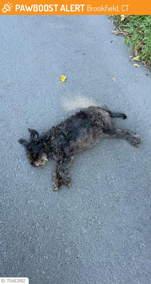 Found/Stray Unknown Dog last seen hat city car wash, on federal road danbury ct, close to white street danbury ct area., Brookfield, CT 06804
