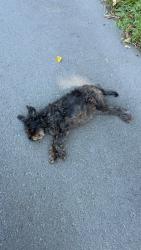 Found/Stray Unknown Dog last seen hat city car wash, on federal road danbury ct, close to white street danbury ct area., Brookfield, CT 06804