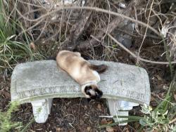 Lost Female Cat last seen Near Fort Stockton, San Diego, CA 92103