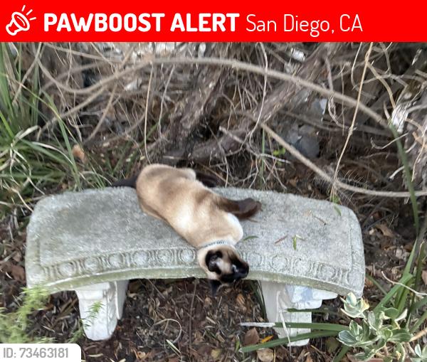Lost Female Cat last seen Near Fort Stockton, San Diego, CA 92103