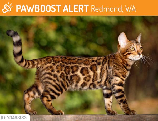 Found/Stray Unknown Cat last seen Near 179th ave ne, Redmond, WA 98052