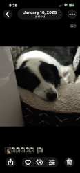 Reunited Female Dog last seen Russell road and Buford Drive, Lawrenceville, GA 30043