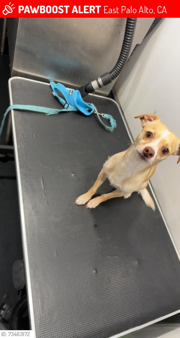 Lost Male Dog last seen Woodland Ave, East Palo Alto, CA 94303, East Palo Alto, CA 94303