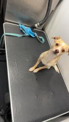 Lost Male Dog last seen Woodland Ave, East Palo Alto, CA 94303, East Palo Alto, CA 94303