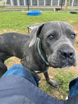 Shelter Stray Female Dog last seen Near Fellowship Rd, Tucker, GA 30084, 30084, GA, 3280 Chamblee Dunwoody Rd, Chamblee, GA 30341, USA