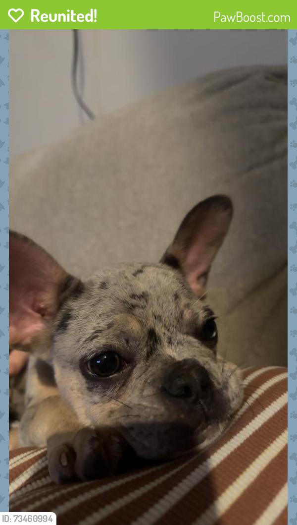 Reunited Female Dog last seen Tavola, New Caney, TX 77357