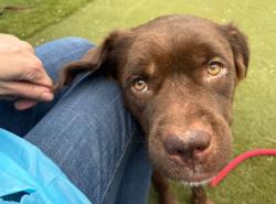 Shelter Stray Female Dog last seen Near 6th st, 21225, MD, 2490 Giles Rd, Baltimore, MD 21225, USA