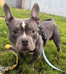 Shelter Stray Male Dog last seen Near Upnor, 21212, MD, 2490 Giles Rd, Baltimore, MD 21225, USA