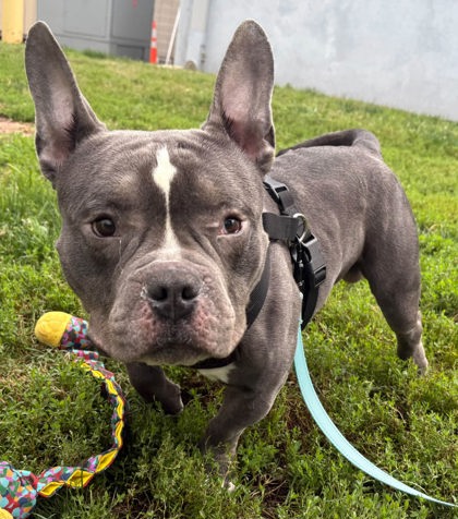 Shelter Stray Male Dog last seen Near Upnor, 21212, MD, 2490 Giles Rd, Baltimore, MD 21225, USA