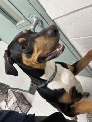 Shelter Stray Male Dog last seen E 12th Street, Oakland, CA, 1101 29th Ave, Oakland, CA 94601, USA