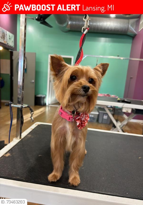 Lost Female Dog last seen Downtown Lansing/ Impression 5, Lansing, MI 48933