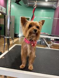 Lost Female Dog last seen Downtown Lansing/ Impression 5, Lansing, MI 48933