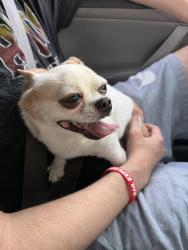 Found/Stray Male Dog last seen Near Laramie Dr, Modesto, CA 95355