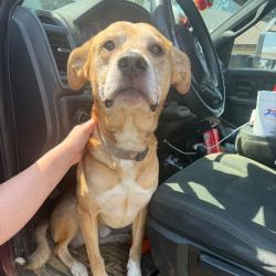 Reunited Male Dog last seen Viking Trail Drive and Manor Hills Street, Alexandria, MN 56308