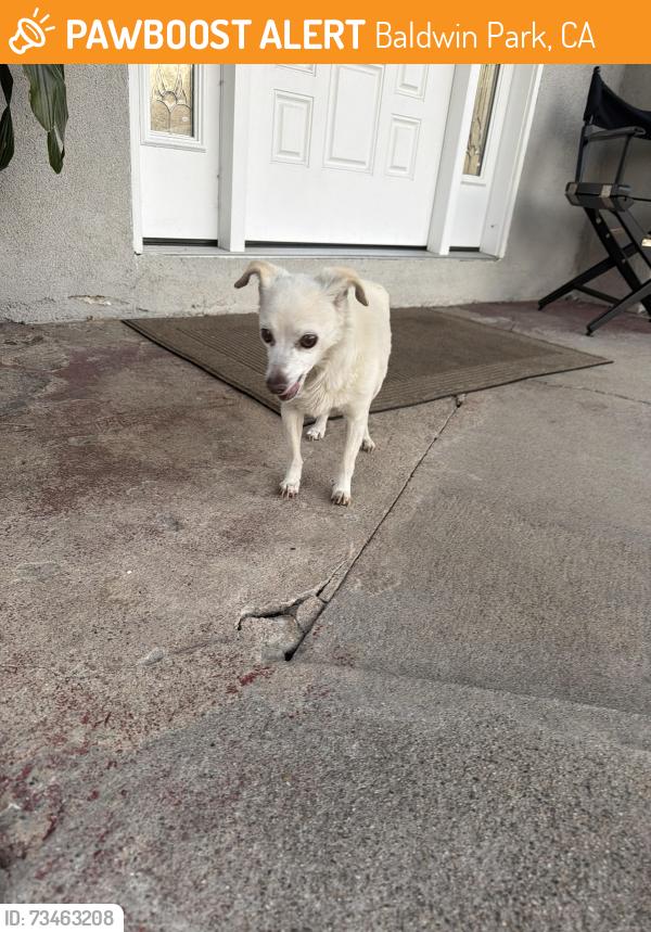 Found/Stray Female Dog last seen Los Angeles st, Baldwin Park, CA 91706