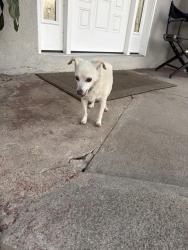 Found/Stray Female Dog last seen Los Angeles st, Baldwin Park, CA 91706