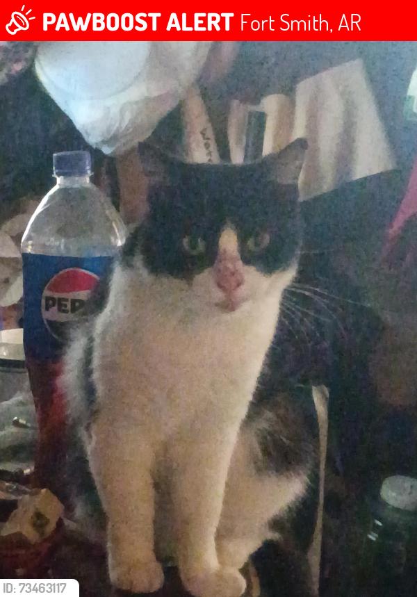 Lost Female Cat last seen Near North 36th Street Fort Smith AR. 72903 tilles park west side, Fort Smith, AR 72903