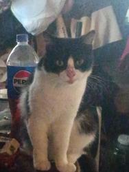 Lost Female Cat last seen Near North 36th Street Fort Smith AR. 72903 tilles park west side, Fort Smith, AR 72903