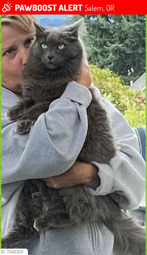 Lost Male Cat last seen Orchard Heights and Wallace Creek, Salem, OR 97304