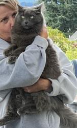 Lost Male Cat last seen Orchard Heights and Wallace Creek, Salem, OR 97304