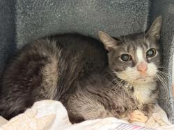 Shelter Stray Male Cat last seen Near 1st Avenue, NEW YORK, NY, 10009, 326 E 110th St, New York, NY 10029, USA