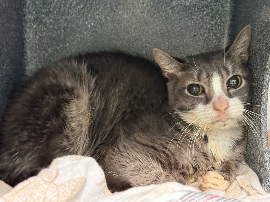 Shelter Stray Male Cat last seen Near 1st Avenue, NEW YORK, NY, 10009, 326 E 110th St, New York, NY 10029, USA