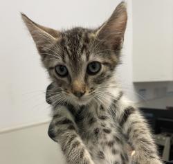 Shelter Stray Male Cat last seen Near Clay Avenue, San Diego, CA, 92113, 5500 Gaines St, San Diego, CA 92110, USA
