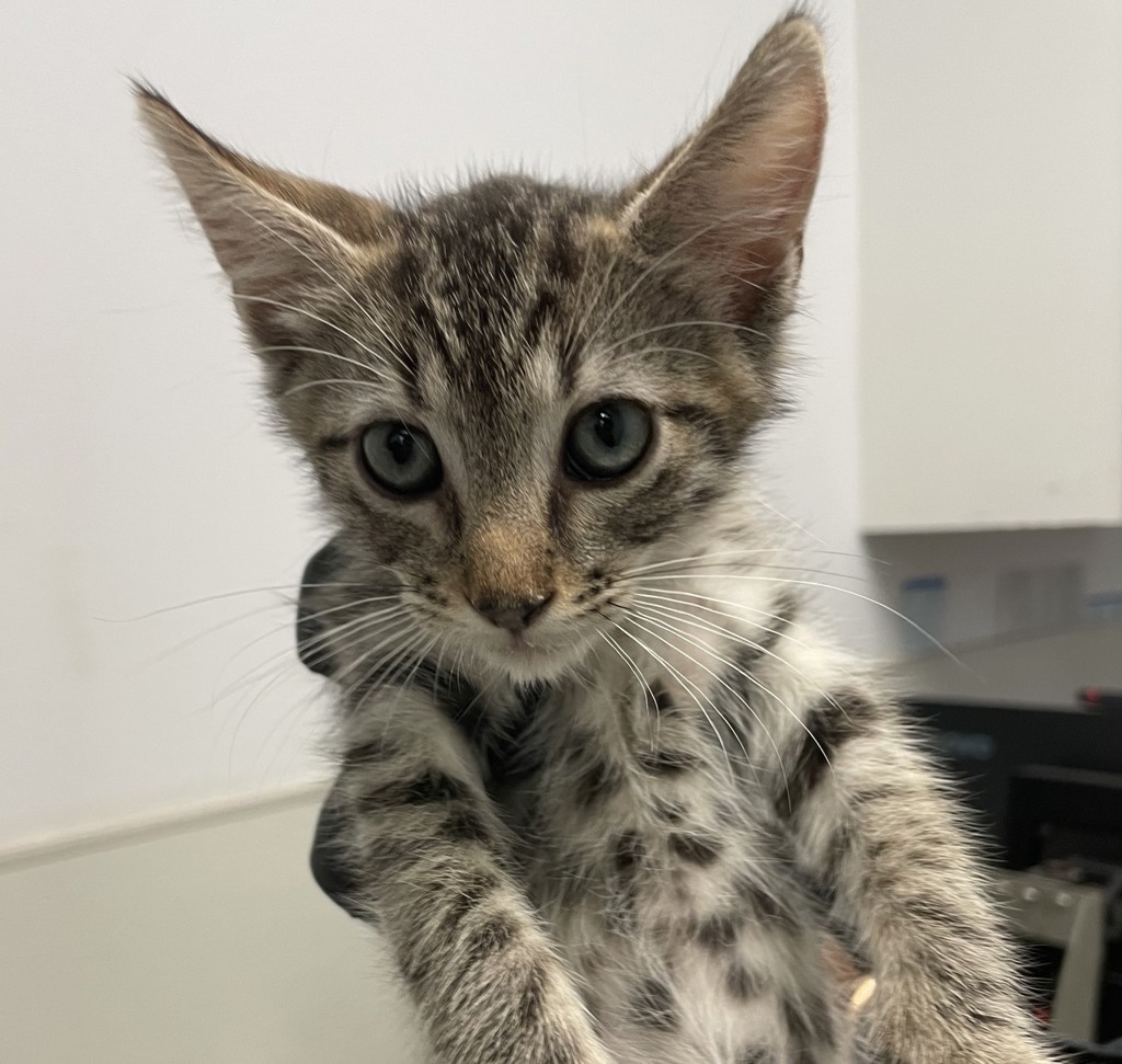 Shelter Stray Male Cat last seen Near Clay Avenue, San Diego, CA, 92113, 5500 Gaines St, San Diego, CA 92110, USA