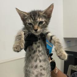 Shelter Stray Female Cat last seen Near Clay Avenue, San Diego, CA, 92113, 5500 Gaines St, San Diego, CA 92110, USA