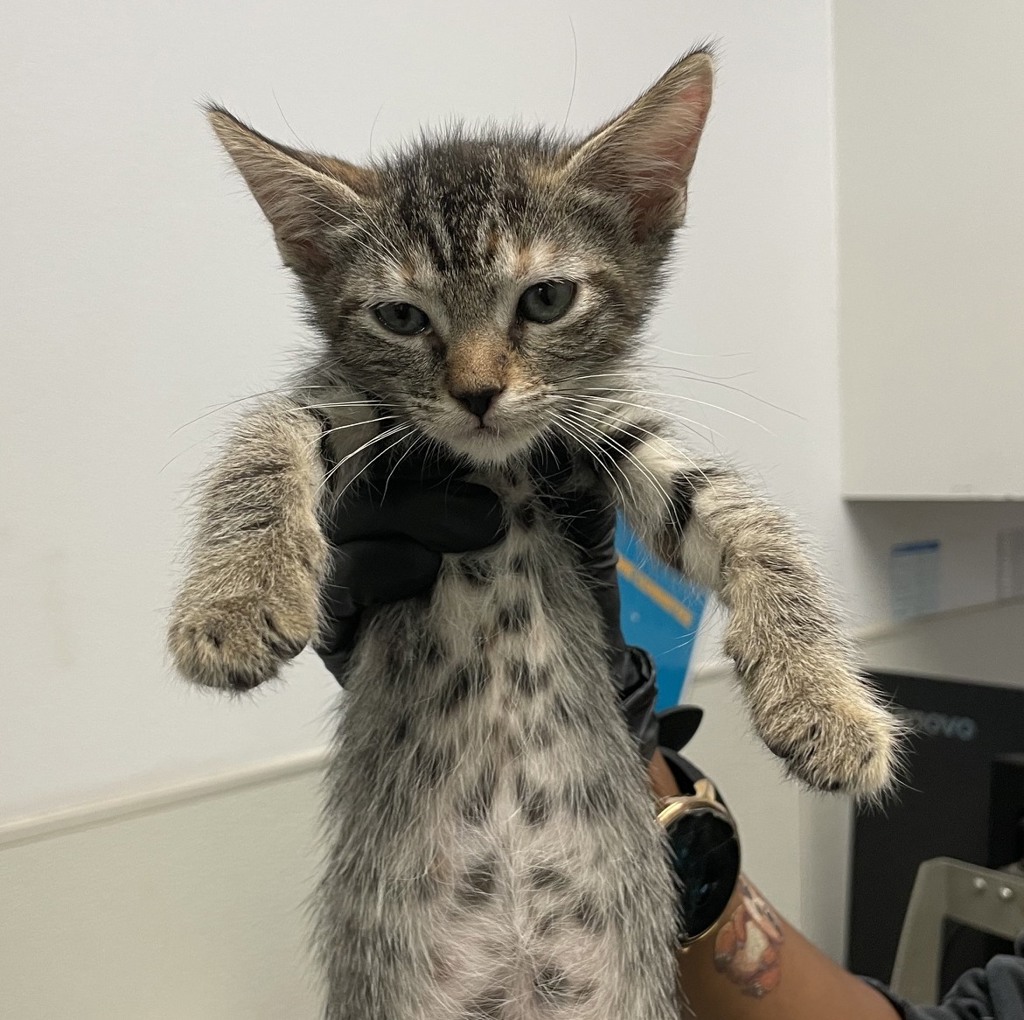 Shelter Stray Female Cat last seen Near Clay Avenue, San Diego, CA, 92113, 5500 Gaines St, San Diego, CA 92110, USA