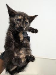 Shelter Stray Female Cat last seen Near Sunset Lane, San Diego, CA, 92173, 5500 Gaines St, San Diego, CA 92110, USA