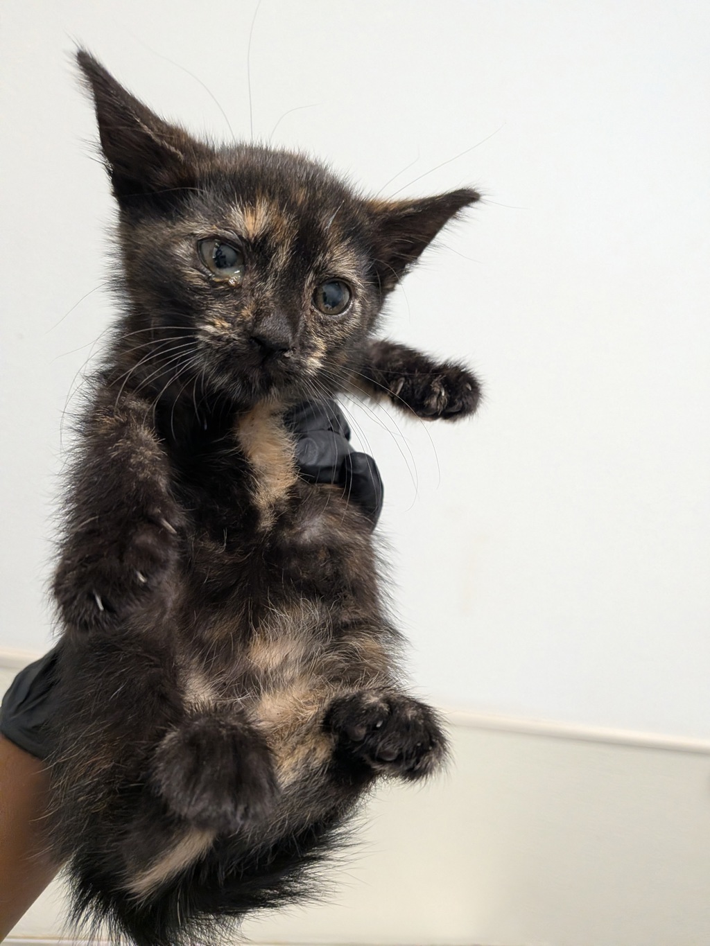 Shelter Stray Female Cat last seen Near Sunset Lane, San Diego, CA, 92173, 5500 Gaines St, San Diego, CA 92110, USA