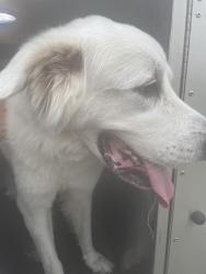 Shelter Stray Male Dog last seen Near Chappell Lane, AUSTIN, TX, 78748, 7201 Levander Loop bldg a, Austin, TX 78702, USA