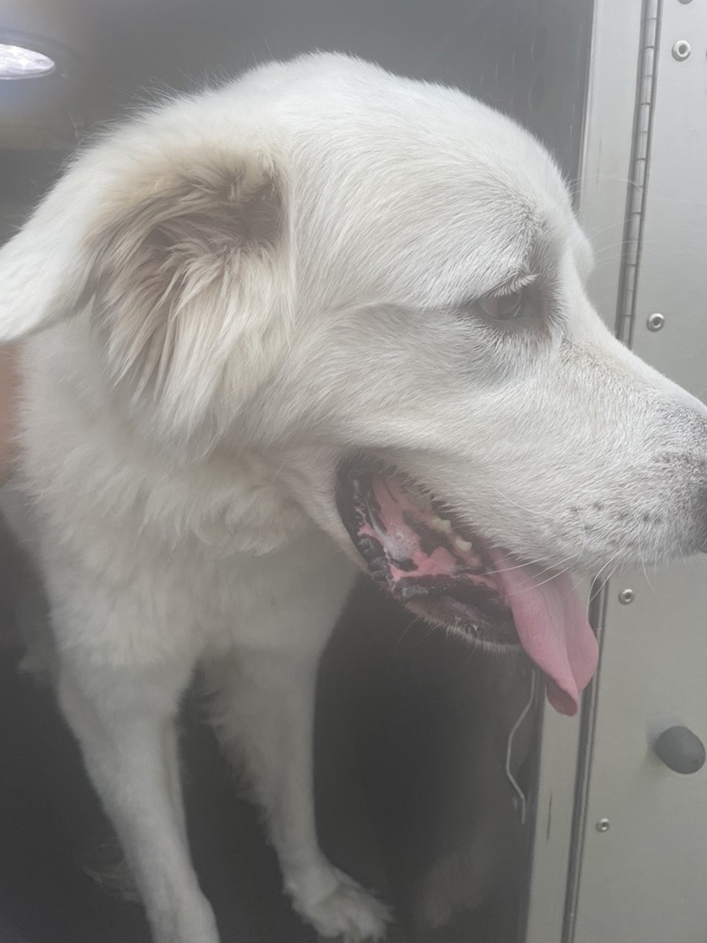 Shelter Stray Male Dog last seen Near Chappell Lane, AUSTIN, TX, 78748, 7201 Levander Loop bldg a, Austin, TX 78702, USA