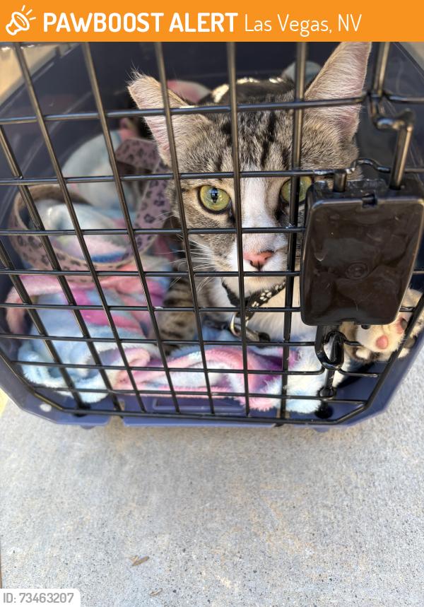 Found/Stray Unknown Cat last seen South premium outlets, Las Vegas, NV 89123