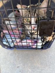 Found/Stray Unknown Cat last seen South premium outlets, Las Vegas, NV 89123