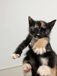 Shelter Stray Female Cat last seen Near Beyer Way, San Diego, CA, 92154, 5500 Gaines St, San Diego, CA 92110, USA