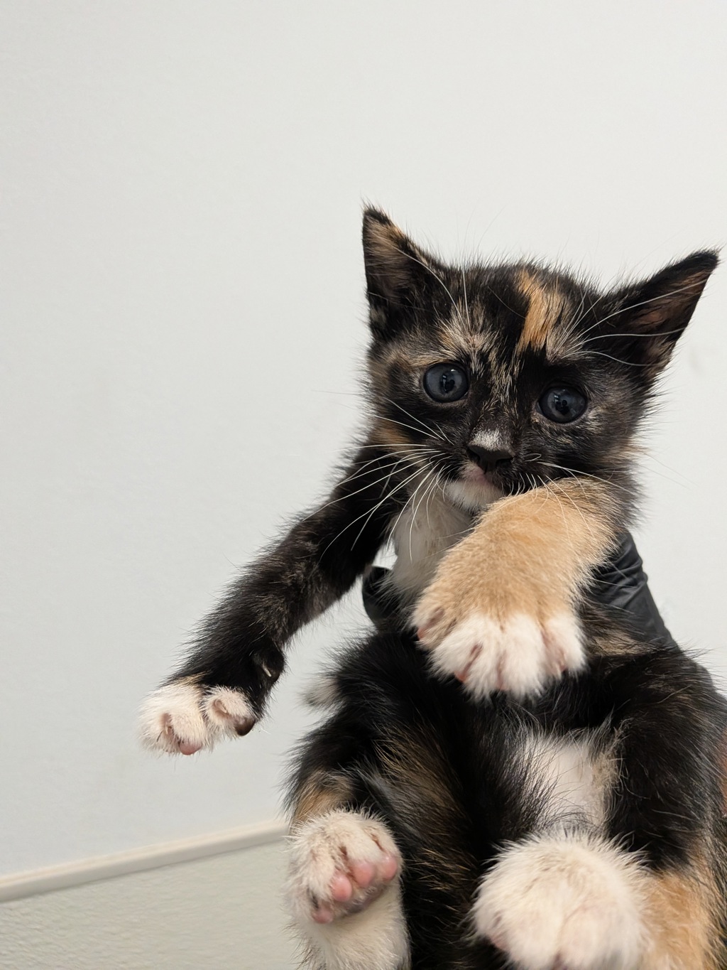 Shelter Stray Female Cat last seen Near Beyer Way, San Diego, CA, 92154, 5500 Gaines St, San Diego, CA 92110, USA