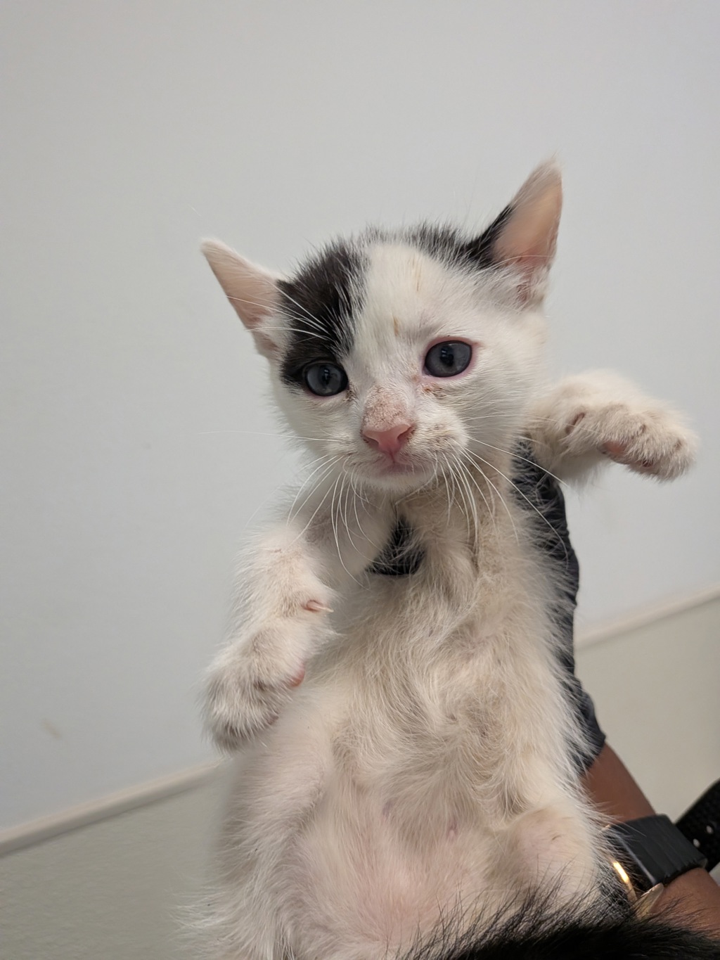 Shelter Stray Male Cat last seen Near Beyer Way, San Diego, CA, 92154, 5500 Gaines St, San Diego, CA 92110, USA
