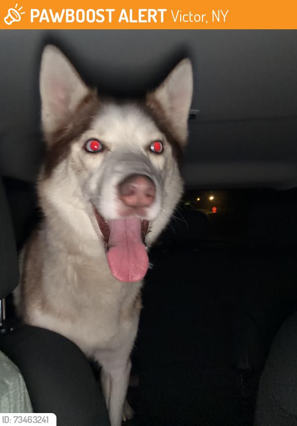 Found/Stray Male Dog last seen Cobble Creek Rd, Victor, NY 14564