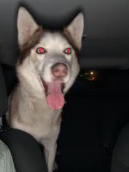 Found/Stray Male Dog last seen Cobble Creek Rd, Victor, NY 14564