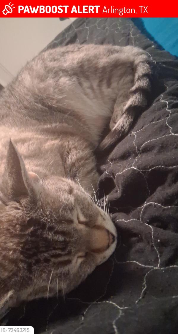 Lost Male Cat last seen Green oaks and cooper, Arlington, TX 76006