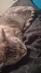 Lost Male Cat last seen Green oaks and cooper, Arlington, TX 76006