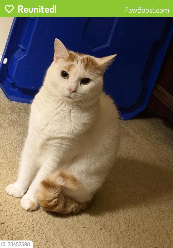 Reunited Male Cat last seen Lynn Rd, Taylors, SC 29687