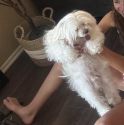Reunited Male Dog last seen Long branch / Whitewood, Murrieta, CA 92563