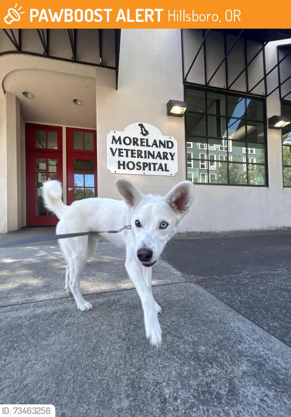 Found/Stray Male Dog last seen Hidden creek park east, Hillsboro, OR 97124
