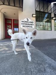 Found/Stray Male Dog last seen Hidden creek park east, Hillsboro, OR 97124