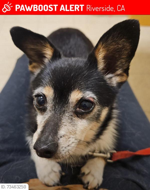 Lost Female Dog last seen Collett Ave., across from Collett Elementary School, Riverside, CA 92505