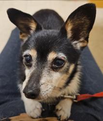 Lost Female Dog last seen Collett Ave., across from Collett Elementary School, Riverside, CA 92505