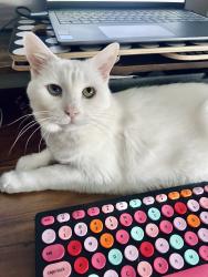Lost Female Cat last seen Near Picardy dr, Northbrook, IL 60062